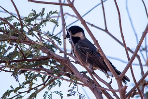 Ashy Tit (Mésange cendrée) Ashy Tit (Mésange cendrée)