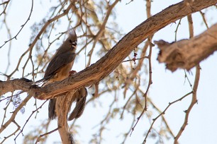 white backed mousebird (Coliou à dos blanc) white backed mousebird (Coliou à dos blanc)