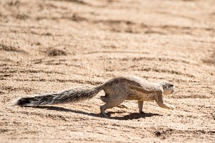 Edureuil fouisseur du Cap Sossusvlei, Namibie