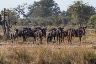 Gnou Botswana - Mudumu - Mamili