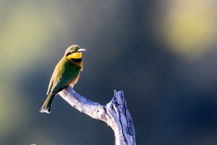 Little Bee-eater (Guêpier nain) Little Bee-eater (Guêpier nain)