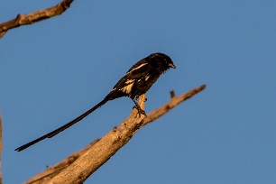 Magpie shrike (Corvinelle noir et blanc) Magpie shrike (Corvinelle noir et blanc)