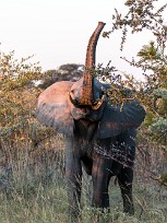 Eléphant Botswana - Mudumu - Mamili