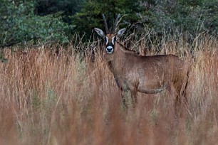 Antilope rouanne Botswana - Mudumu - Mamili