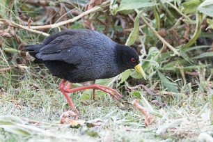 Black crake (Râle à bec jaune) Black crake (Râle à bec jaune)