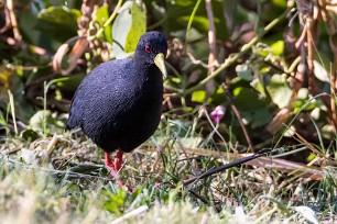 Black crake (Râle à bec jaune) Black crake (Râle à bec jaune)