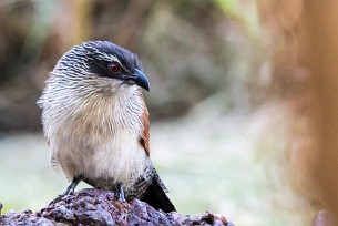 White-browed Coucal (Coucal à sourcils blancs) White-browed Coucal (Coucal à sourcils blancs)