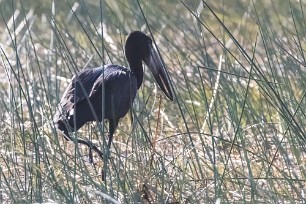 African openbill (Bec-ouvert africain) African openbill (Bec-ouvert africain)