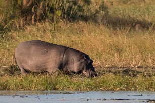 Hippopotame Namibie - Caprivi - Mahango