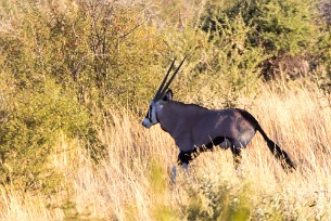 Oryx En route vers Sossusvlei