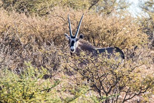 Oryx En route vers Sossusvlei