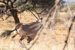 Oryx En route vers Sossusvlei