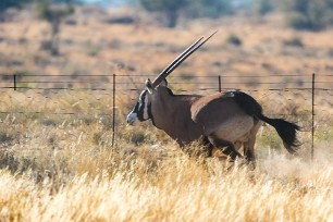 Oryx En route vers Sossusvlei