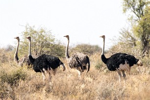 Autruche En route vers Sossusvlei