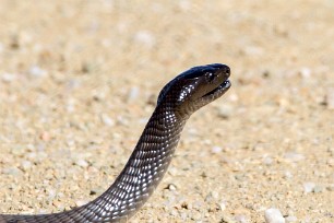 Mamba En route vers Sossusvlei