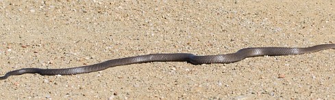 Mamba En route vers Sossusvlei