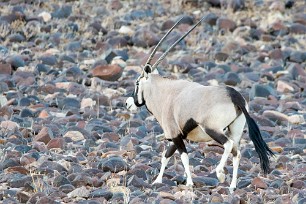 Oryx Vers Sossusvlei