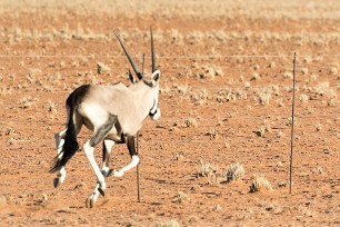 Oryx En toute vers les Monts Erango