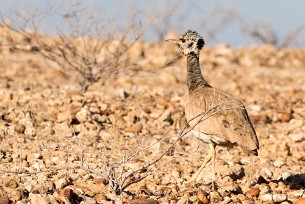 Red-crested korhaan (Outarde houppette) En toute vers les Monts Erango