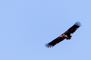 Lappet-faced vulture (Vautour oricou) En toute vers les Monts Erango