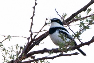 Pririt batis (Pririt de Vieillot) Au pied des monts Erango