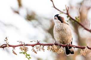 White-browed sparrow-weaver (mahali à sourcils blancs) Au pied des monts Erango