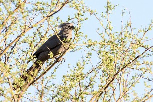 Gray Lourie (Touraco concolore) Au pied des monts Erango