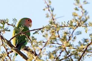 Rosy-faced lovebird (Inséparable rosegorge) Au pied des monts Erango