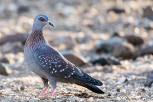 Speckled pigeon (Pigeon roussard) Au pied des monts Erango