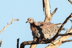 Speckled pigeon (Pigeon roussard) Au pied des monts Erango