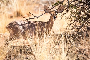 Steenbok Au Spitzkopje