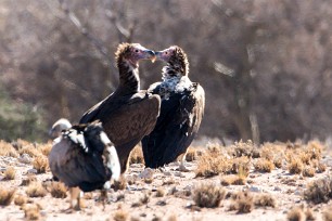 Hooded vulture (Vautour charognard) En route vers Twyfelfontein