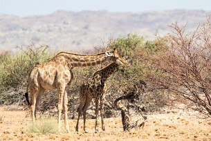 Girafe En route vers Twyfelfontein