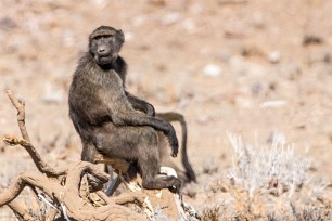 Babouin En route vers Twyfelfontein