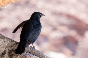 Pale-winged starling (Rufipenne nabouroup) En route vers Twyfelfontein