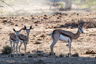 Springbok En route vers Twyfelfontein