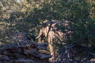 Eléphant du désert Dans la région de Twyfelfontein