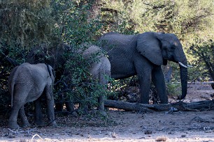 Eléphant du désert Dans la région de Twyfelfontein