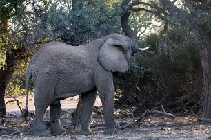 Eléphant du désert Dans la région de Twyfelfontein