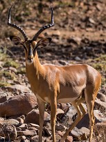 Impala Etendeka