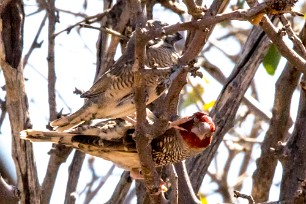 Red-headed Finch (Amadine à tête rouge) Etendeka