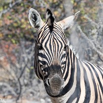 Zèbre Okaukuejo (Etosha)