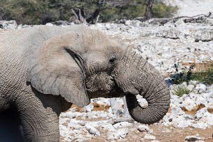 Eléphant Okaukuejo (Etosha)