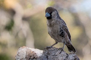 Daman des rochers Okaukuejo (Etosha)