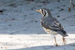 Groundscraper Thrush (Merle litsitsirupa) Okaukuejo (Etosha)