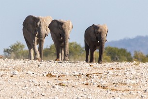 Eléphant Okaukuejo (Etosha)