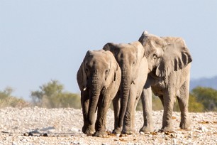 Eléphant Okaukuejo (Etosha)