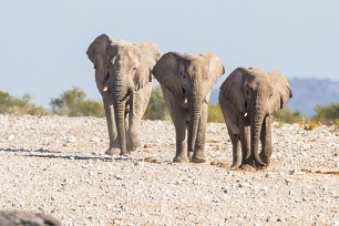 Eléphant Okaukuejo (Etosha)