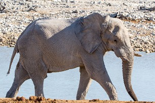 Eléphant Okaukuejo (Etosha)