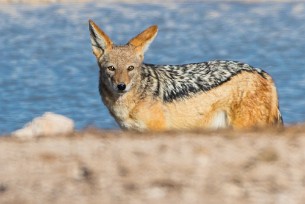 Chacal à chabraque Okaukuejo (Etosha)